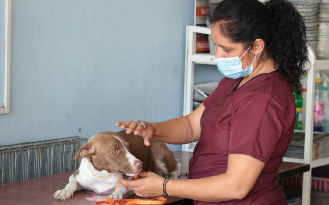 EL 61% DE LAS ENFERMEDADES SON TRANSMITIDAS POR ANIMALES: SALUD