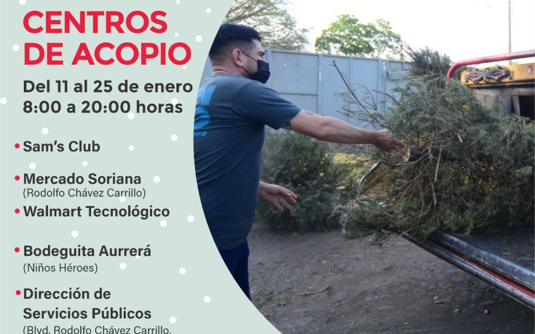 INICIA AYUNTAMIENTO DE COLIMA Y HASTA EL 25 DE ENERO CAMPAÑA PARA CAPTAR ÁRBOLES NAVIDEÑOS