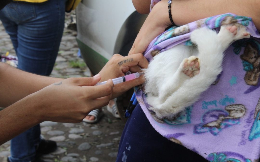 ADVIERTE SALUD SOBRE QUE MAMIFEROS TAMBIÉN PUEDEN TRANSMITIR RABIA A HUMANOS