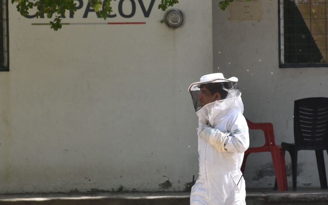 CONTROLA Y ATIENDE PROTECCIÓN CIVIL ESTATAL ENJAMBRE DE ABEJAS