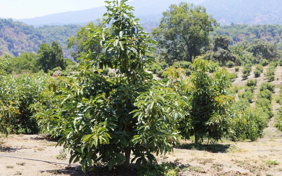COLIMA AVANZA PARA OBTENER CATEGORÍA DE ZONA LIBRE DE PLAGAS EN AGUACATE