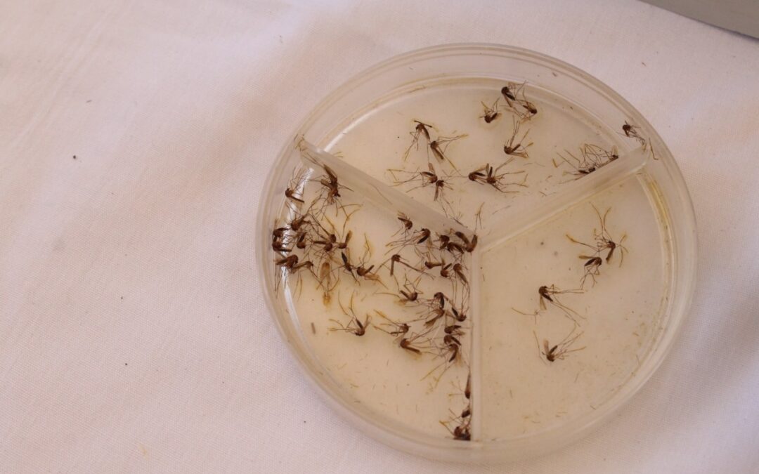 GRUPO MÁS AFECTADO POR DENGUE EN COLIMA, MENORES DE 10 A 14 AÑOS