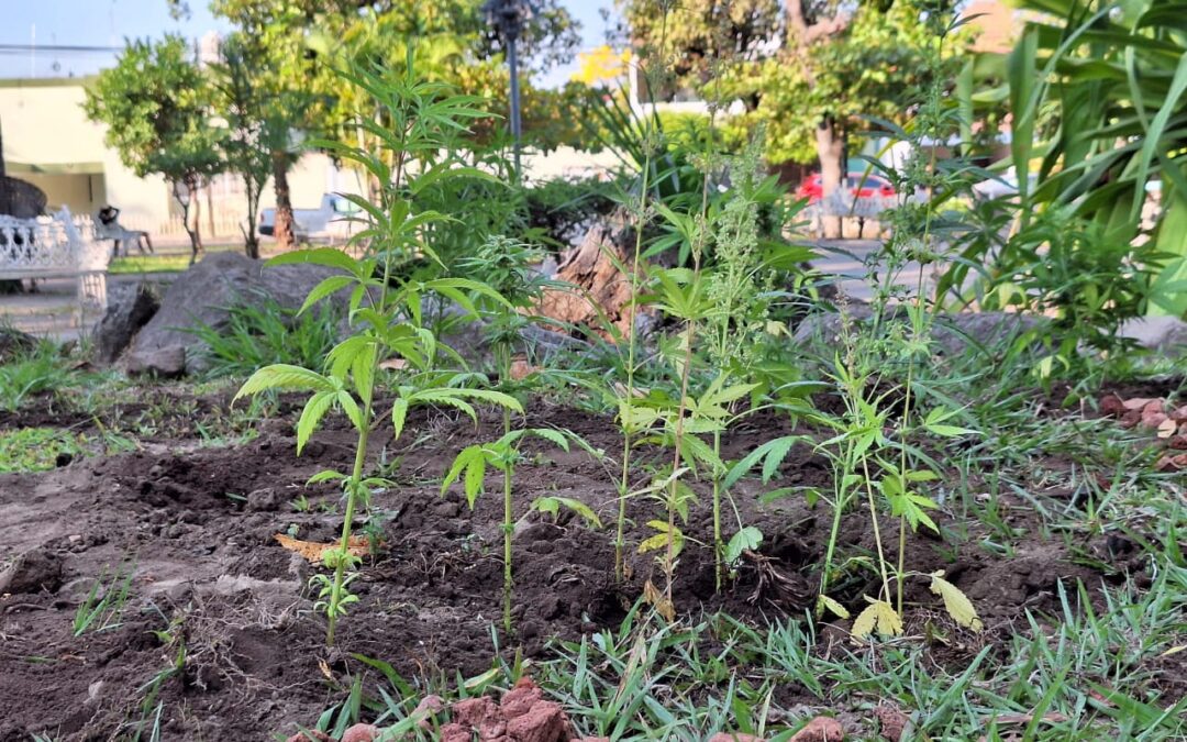 INAUGURAN JARDÍN CANNÁBICO Y REALIZAN CANNAFEST 420 EN JARDÍN CORREGIDORA