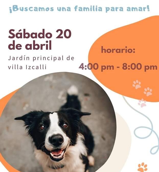 ANUNCIAN EVENTO DE ADOPCIÓN CANINA Y GATUNA EN VILLA IZCALLI