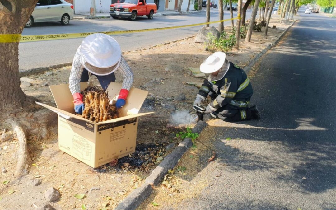 UEPC ATENDIÓ CAÍDA DE ENJAMBRE DE ABEJAS; NO HUBO PERSONAS LESIONADAS