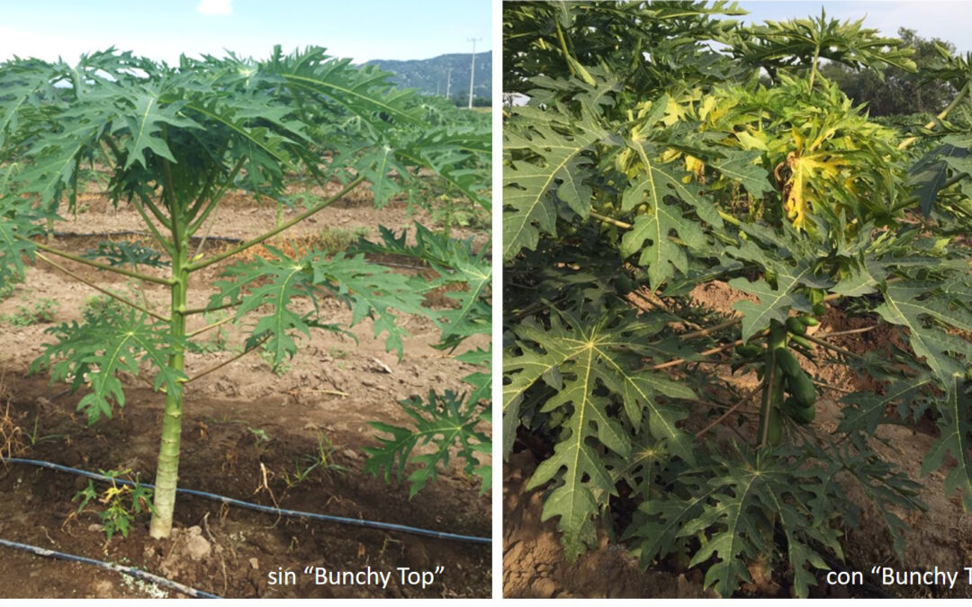 HALLAZGOS NOTABLES ENCUENTRA INVESTIGACIÓN SOBRE ENFERMEDAD DE PAPAYA DESARROLLADA EN LA UDEC