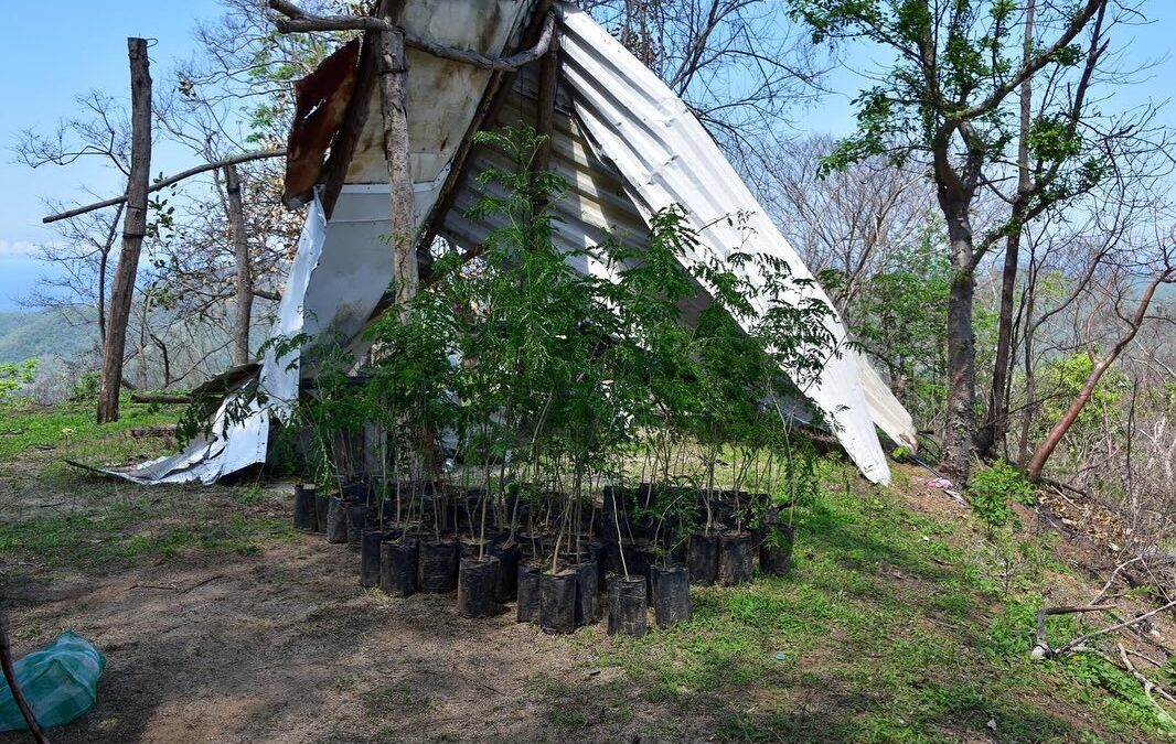 SEMBRANDO VIDA REALIZÓ PREPARATIVOS DE TERRENO Y PLANTAS PARA LA REFORESTACIÓN DEL CERRO DEL TORO