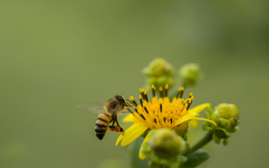 ANALIZARÁN QUÉ PLAGUICIDAS MATAN A LAS ABEJAS Y CARACTERIZACIÓN DE LA MIEL