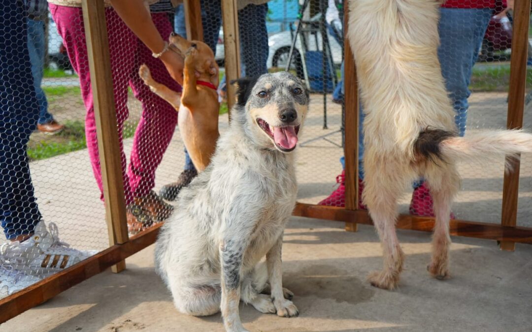CUMPLE LA VILLA META EN CAMPAÑAS DE ADOPCIÓN DE MASCOTAS