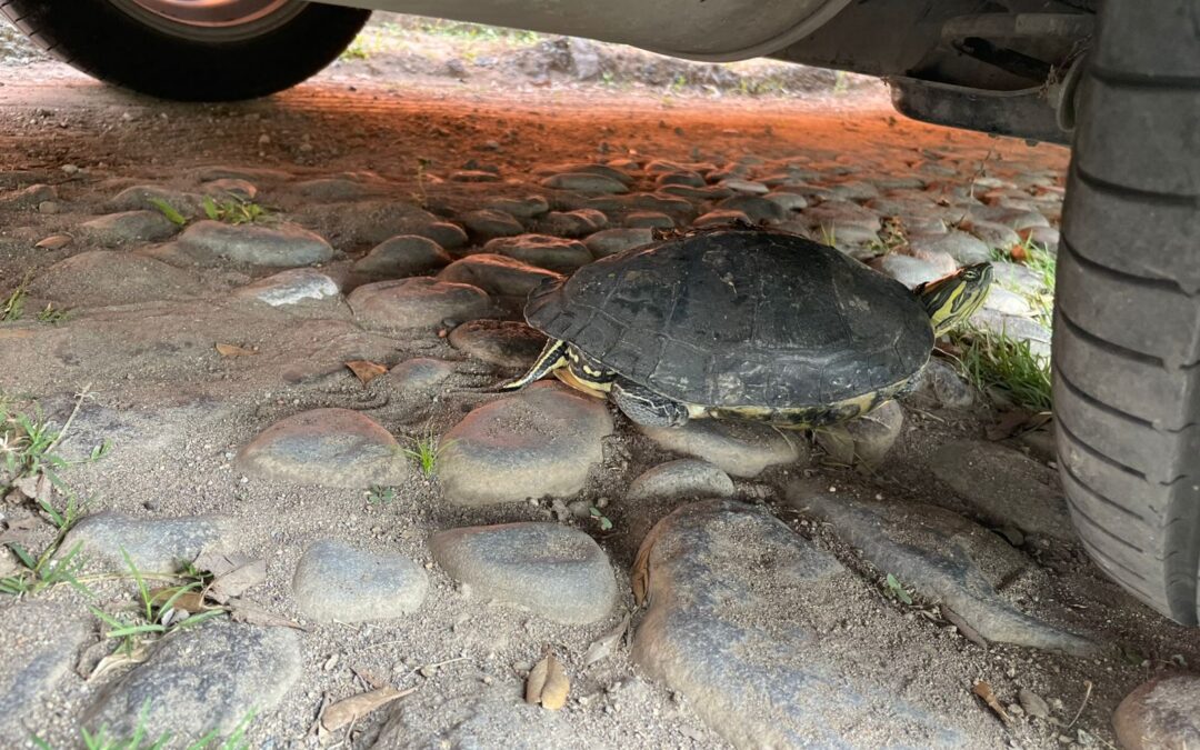 RESCATA PC DE LA VILLA A TORTUGA EN PELIGRO
