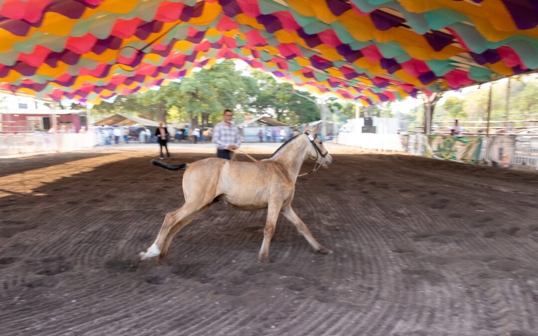 RECONOCEN EXCELENTE MORFOLOGÍA DE CABALLO ESPAÑOL, EN LA FERIA DE COLIMA