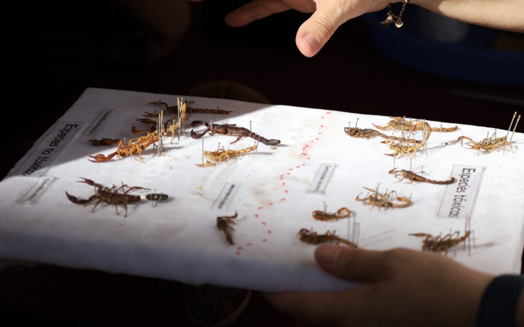 INTOXICACIÓN POR PICADURA DE ALACRÁN SON PREVENIBLES CASI AL 100%