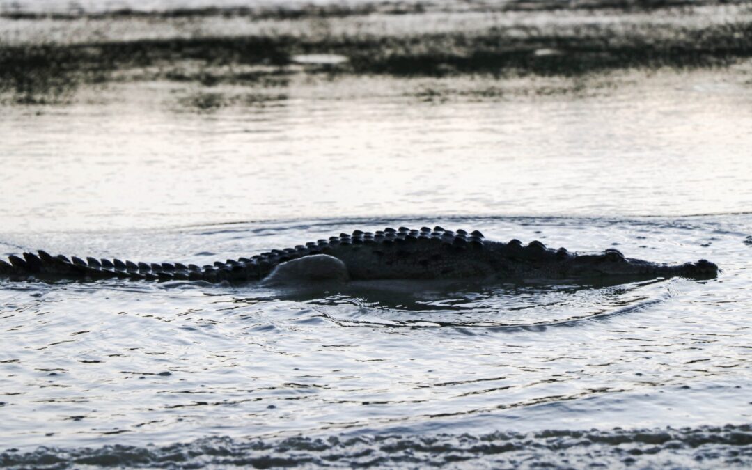 COCODRILOS: GUARDIANES DE LA LAGUNA DE CUYUTLÁN