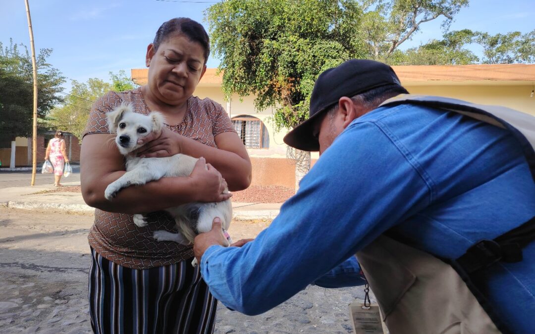 VACUNA ANTIRRÁBICA PROTEGE A POBLACIÓN Y MASCOTAS CONTRA LA RABIA: SALUD COLIMA