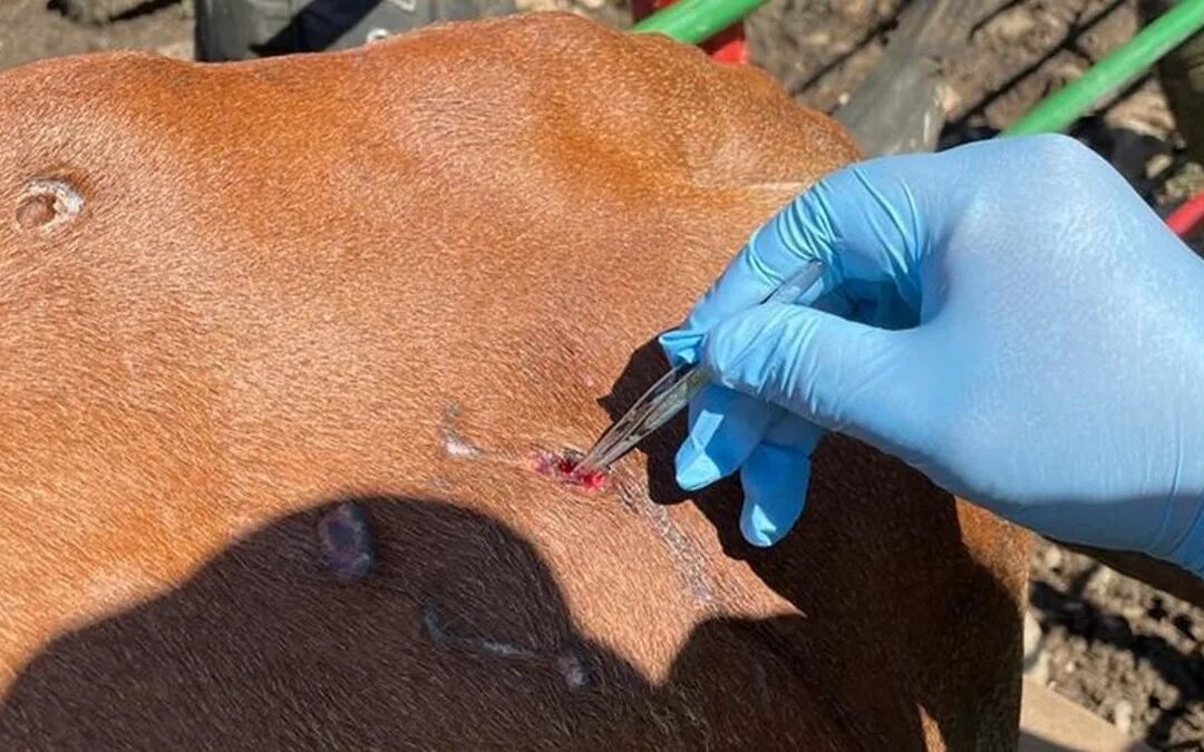 FORTALECEN VIGILANCIA Y CONTROL DEL GUSANO BARRENADOR, TRAS CASOS EN HUMANOS EN CHIAPAS