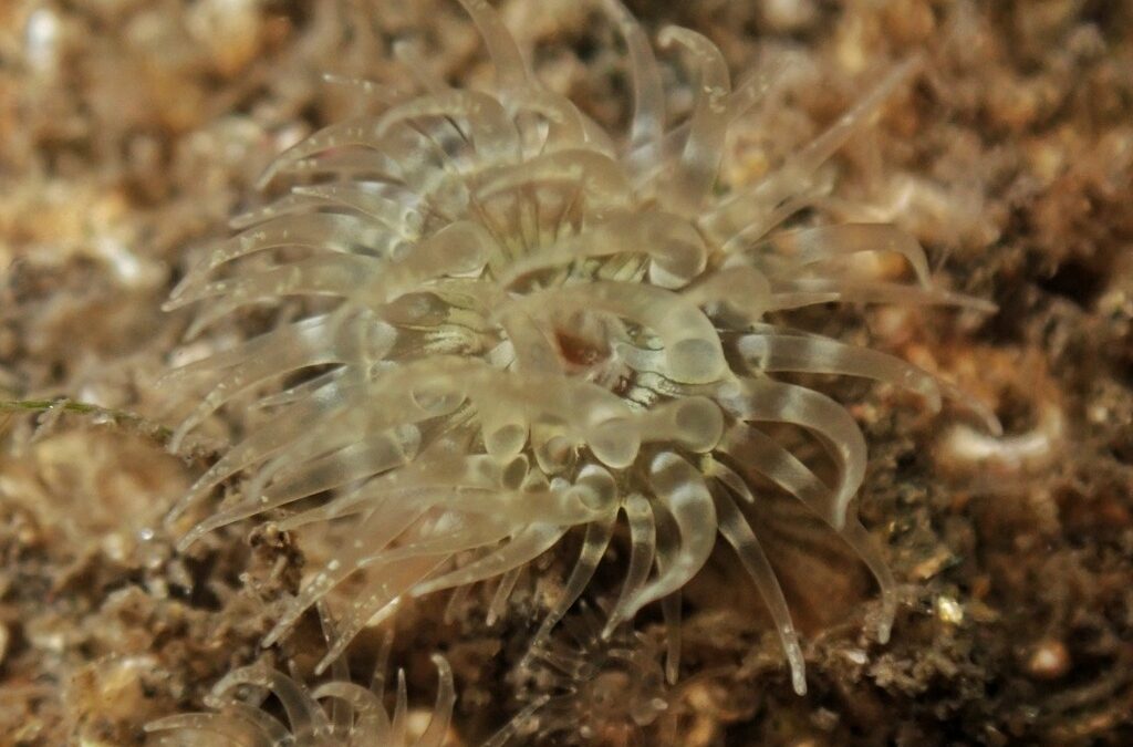 COLIMA SUMA ESFUERZOS POR LA BIODIVERSIDAD EN EL RETO NATURALISTA URBANO 2025