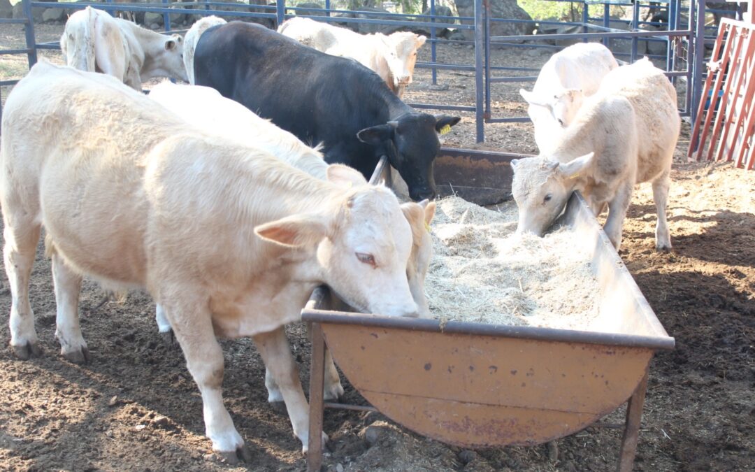 SUBSEDER LLAMA A LAS Y LOS PRESIDENTES MUNICIPALES A REALIZAR ACCIONES PARA IMPEDIR PRESENCIA DEL GUSANO BARRENADOR DEL GANADO