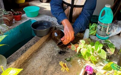 ESTADO DE COLIMA SIGUE SIN DECESOS POR DENGUE DURANTE 2025: SNVE