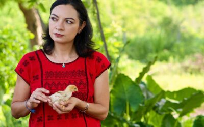 ENTREGA MELY ROMERO MÁS DE 8 MIL POLLITAS PONEDORAS