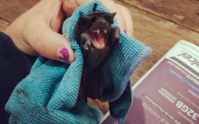 SALUD COLIMA ALERTA SOBRE LAS ZOONOSIS, COMO UN RIESGO PARA TODA LA POBLACIÓN