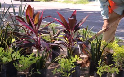 AYUNTAMIENTO CAPITALINO CONTINÚA EL EMBELLECIMIENTO DE ESPACIOS PÚBLICOS CON «COLIMA VERDE Y VIVO»