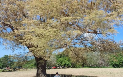 IMADES Y CONAFOR ATIENDEN PRESENCIA DE INSECTO DEFOLIADOR EN ZONAS FORESTALES DE COLIMA