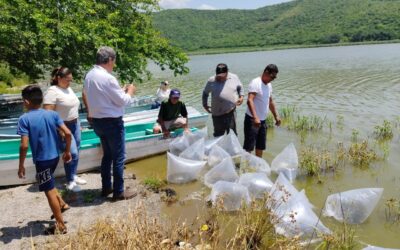 SUBSEDER COLIMA ENTREGÓ 60 MIL ALEVINES A PRODUCTORES DE LA COMUNIDAD DE ALCUZAHUE