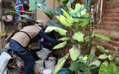 SALUD COLIMA MANTIENE CONTROL DEL DENGUE, CON OPERATIVO PERMANENTE DE CONTROL LARVARIO