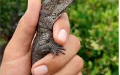 PROTEGE ASIPONA 238 COCODRILOS EN LAGUNA DEL VALLE