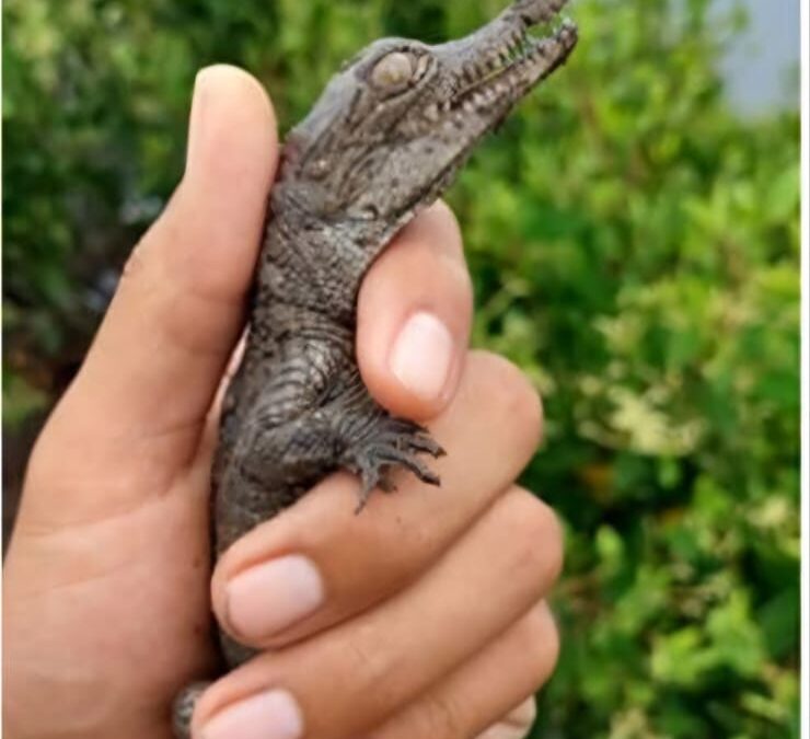 PROTEGE ASIPONA 238 COCODRILOS EN LAGUNA DEL VALLE