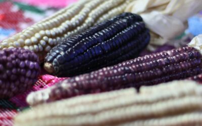 TRABAJA SEMBRANDO VIDA PARA FORTALECER EL CULTIVO DEL MAÍZ NATIVO