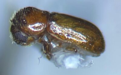 ESTUDIAN ESCARABAJOS QUE PODRÍAN ATACAR A MANGLARES