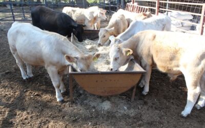 SUBSEDER PIDE A PRODUCTORES PECUARIOS Y PROPIETARIOS DE ANIMALES VACUNARLOS CONTRA LA RABIA