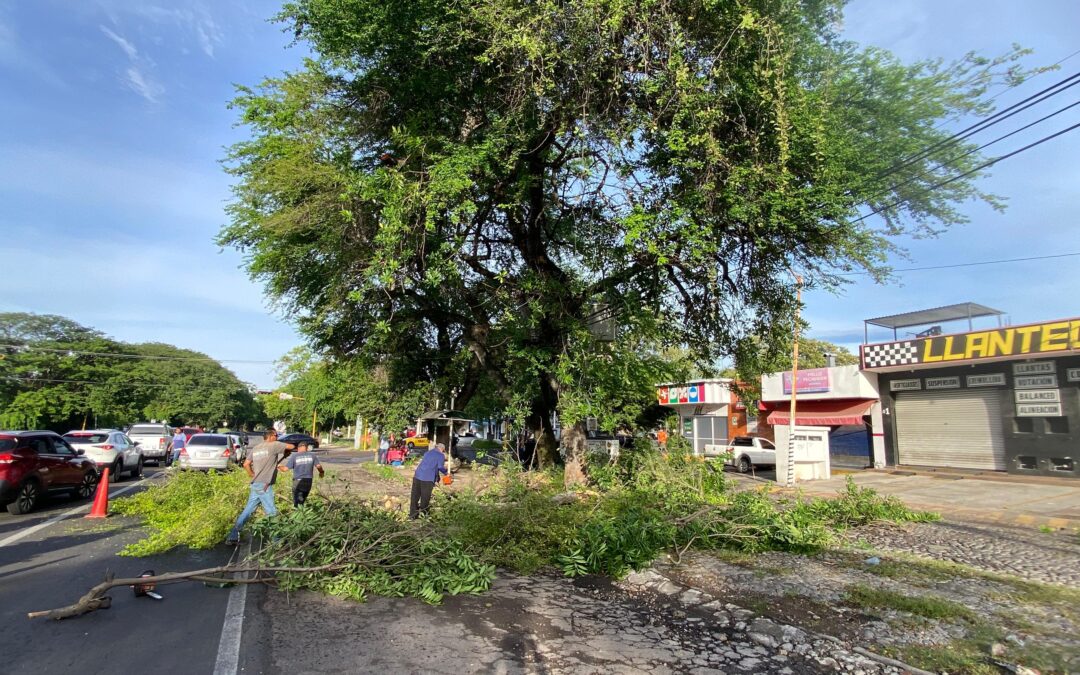 ATIENDE AYUNTAMIENTO CAPITALINO REPORTE CIUDADANO DE ARBOL EN RIESGO EN LA COLONIA EL YAKI.