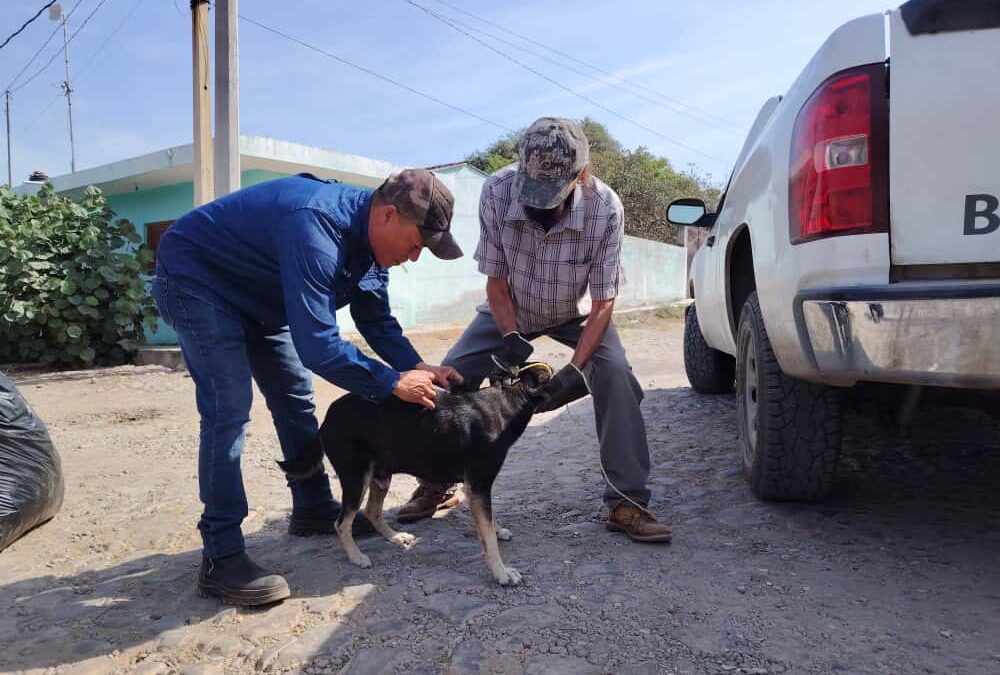 SALUD COLIMA REALIZARÁ SEMANA NACIONAL DE VACUNACIÓN GRATUITA ANTIRRÁBICA CANINA Y FELINA 2025