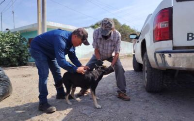 SALUD COLIMA REALIZARÁ SEMANA NACIONAL DE VACUNACIÓN GRATUITA ANTIRRÁBICA CANINA Y FELINA 2025