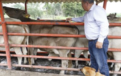 GOBIERNO DEL ESTADO DE COLIMA CONTINÚA ACCIONES ZOOSANITARIAS CONTRA RABIA EN BOVINOS Y OTRAS ESPECIES