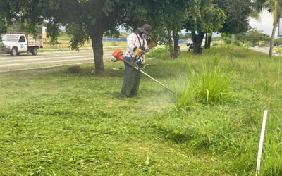 FAMILIAS COLIMENSES YA DISFRUTAN DE ESPACIOS PÚBLICOS MÁS LIMPIOS GRACIAS A CAMPAÑAS PERMANENTES DE PODA Y RECOLECCIÓN