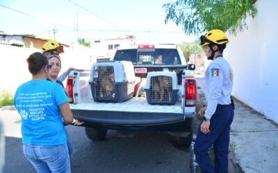 EL AYUNTAMIENTO DE COLIMA GESTIONA ENTREGA DE PERRITOS EN LA COLONIA LÁZARO CÁRDENAS