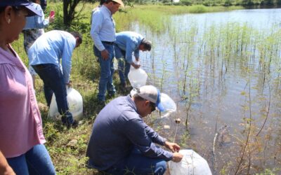 GOBIERNO DEL ESTADO DE COLIMA ENTREGA MÁS DE 100 MIL ALEVINES EN COMUNIDADES DE COMALA