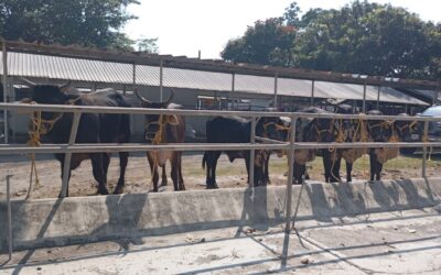 SUBSEDER Y ORGANISMOS AUXILIARES SUPERVISAN INGRESO DE GANADO A LA EXPO DE LA FERIA DE COLIMA