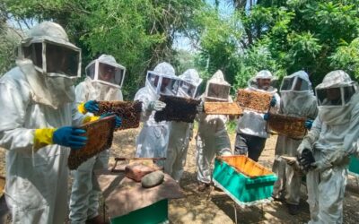 DESARROLLA UDEC TRABAJO CONSTANTE Y COORDINADO PARA EVITAR MORTANDAD DE ABEJAS