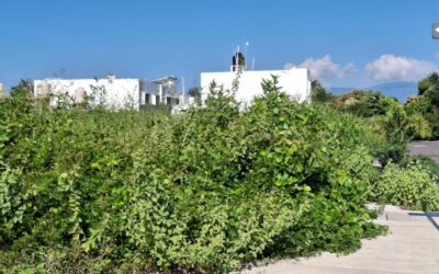 EXIGEN VECINO DE FRACC. SAN JORGE MUNICIPALIZACIÓN ANTE INCREMENTO DE INSEGURIDAD Y MALEZA