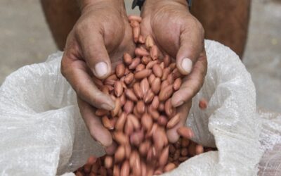 LISTO IXTLAHUACÁN PARA CELEBRAR ESTE FIN DE SEMANA EL ‘FESTIVAL DEL CACAHUATE’