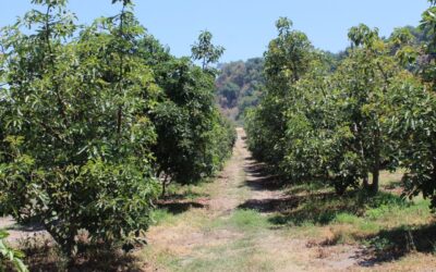 ZONA AGUACATERA DE COMALA COLIMA ES DECLARADA ESPACIO LIBRE DE PLAGAS: SUBSEDER