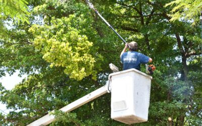 COLIMA SE CUIDA TODOS LOS DÍAS: CONTINÚAN LOS TRABAJOS EN PARQUES Y JARDINES