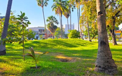 CONTINUA CON LOS TRABAJOS DE PODA Y EMBELLECIMIENTO EN PARQUES Y JARDINES DE LA CAPITAL
