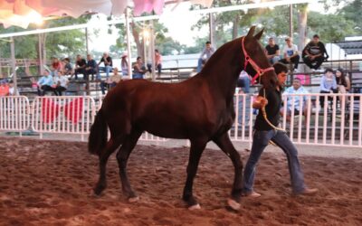 GRAN ASISTENCIA AL 4° CONCURSO MORFOLÓGICO DE CABALLOS FRISONES EN LA FERIA DE COLIMA