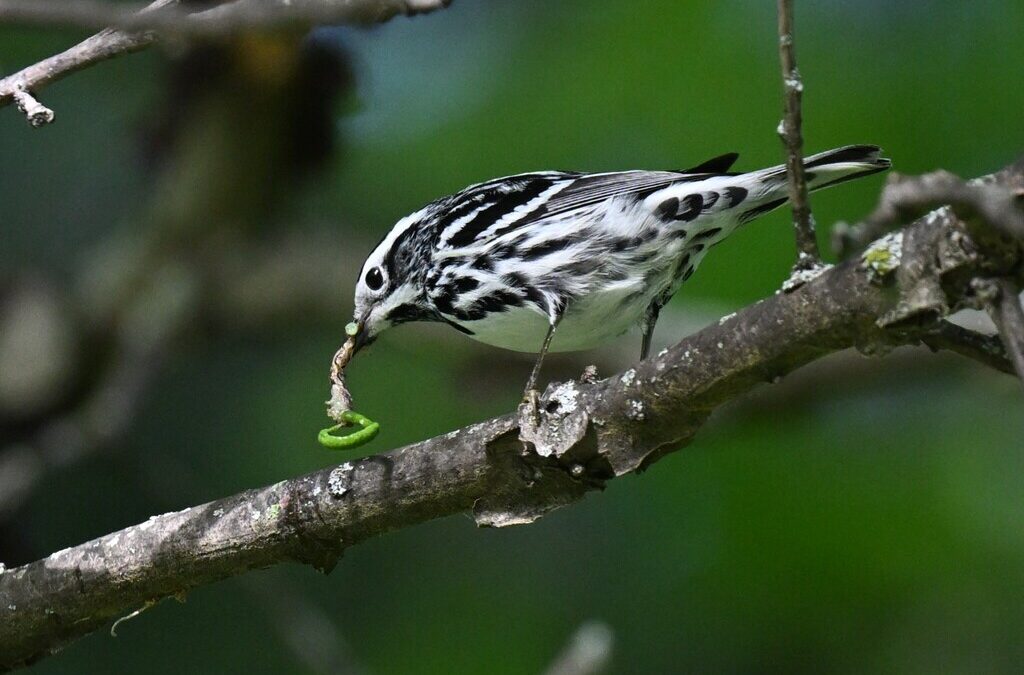 FIN DE SEMANA DE ACTIVIDADES GRATUITAS EN EL PARQUE REGIONAL Y LA CAMPANA