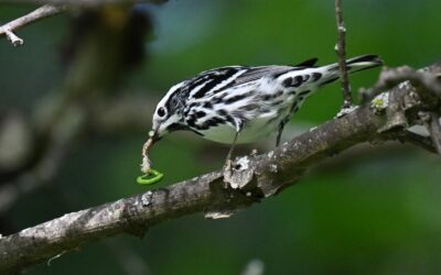 FIN DE SEMANA DE ACTIVIDADES GRATUITAS EN EL PARQUE REGIONAL Y LA CAMPANA